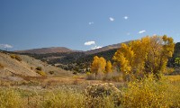 Utah Cottonwoods
