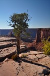 Canyonlands Juniper