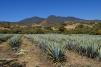 More Agave  near Compostela, Nayarit state